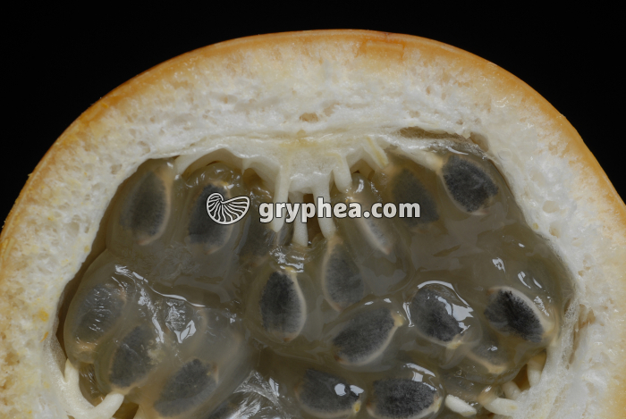 Grenadille CT (détail) - gryphea.com